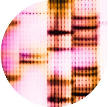 Protein Extraction