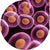 CopyCutter-EPI400-Electrocompetent E. coli, 10 x 50 µl