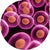 HI-Control-BL21(DE3) Chemically Competent Cells, 12 rxns (SOLOs)