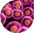 E. cloni-10GF' ELITE Electrocompetent Cells (DUOs)