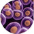 HI-Control-10G Chemically Competent Cells, 12 rxns (SOLOs)