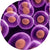 E. cloni-10G ELITE Electrocompetent Cells (DUOs)