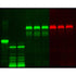 Protein Labeling