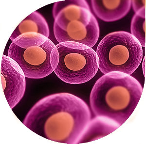 TransforMax EPI300-T1R Electrocompetent E. coli