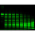 Protein Degradation Study