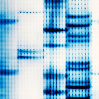 DNA, RNA-EZ B3 (RNA-Be-Down) Solution - 0.1ml